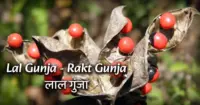 Lal Gunja - Rakt Gunja